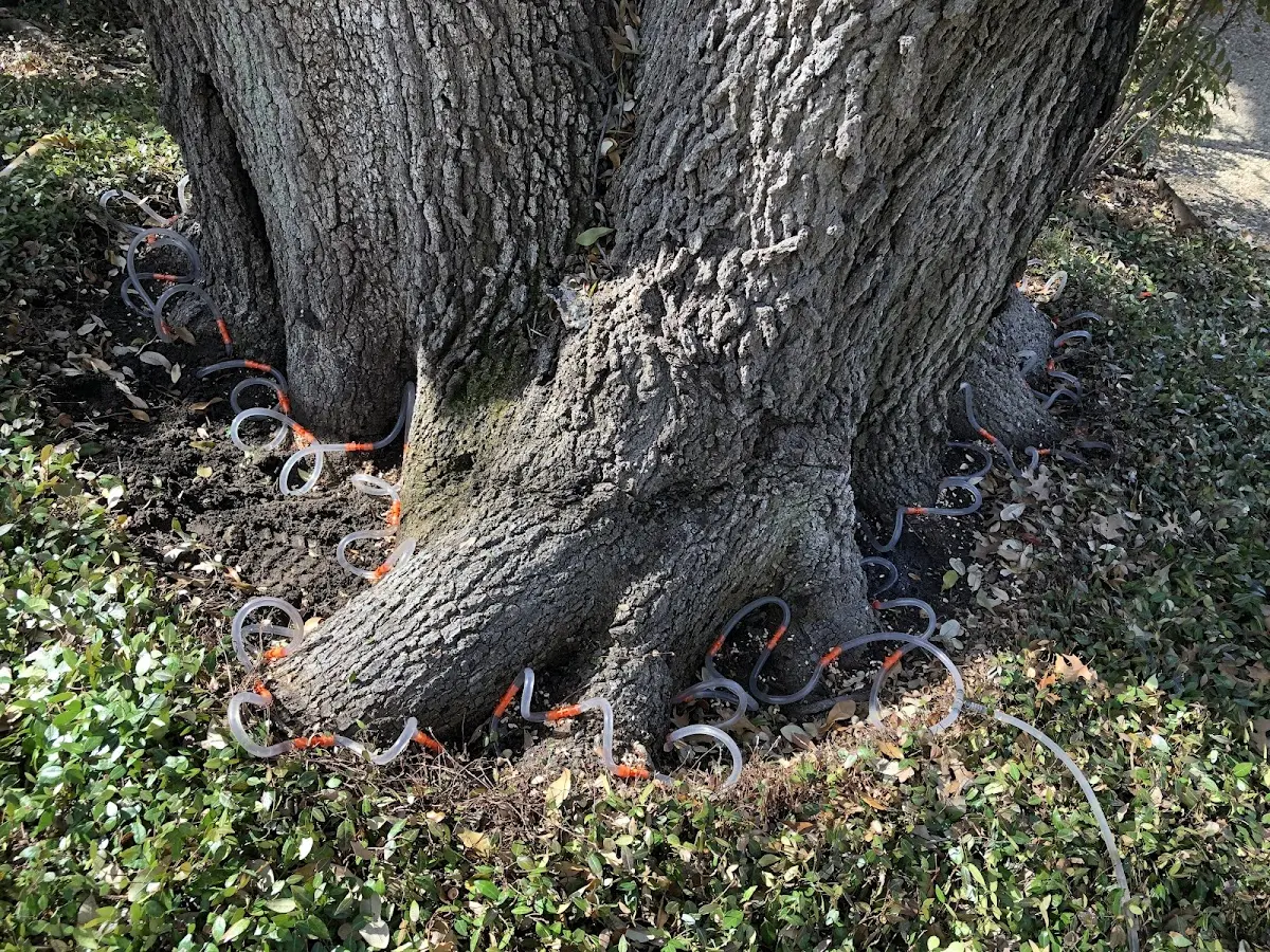 Detailed Tree Cabling and Bracing job site in Pinehill