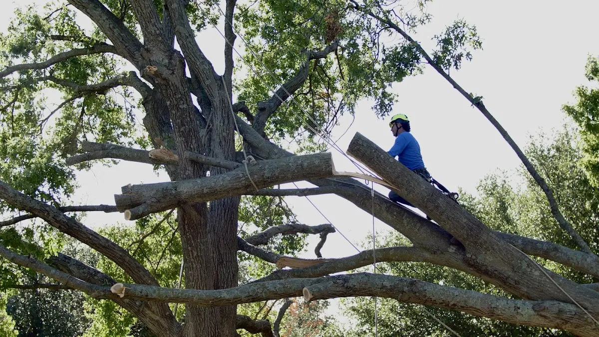 Professional Hazardous Tree Removal performed by certified arborists in Pinehill